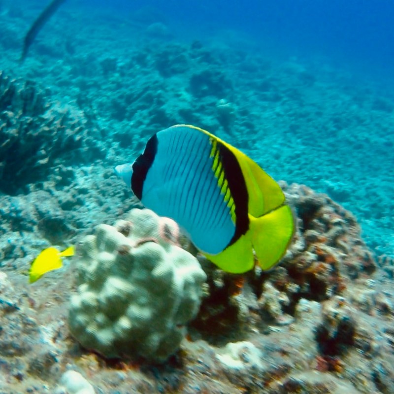 a fish swimming under water