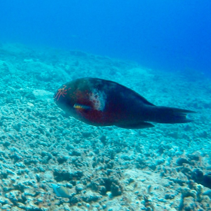 a fish swimming under water