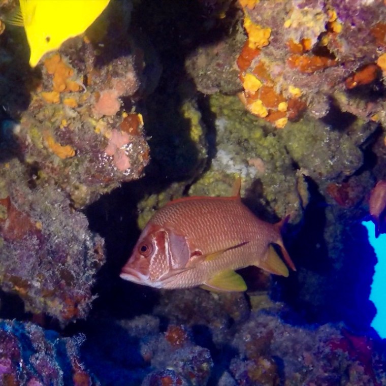 a group of fish in the water