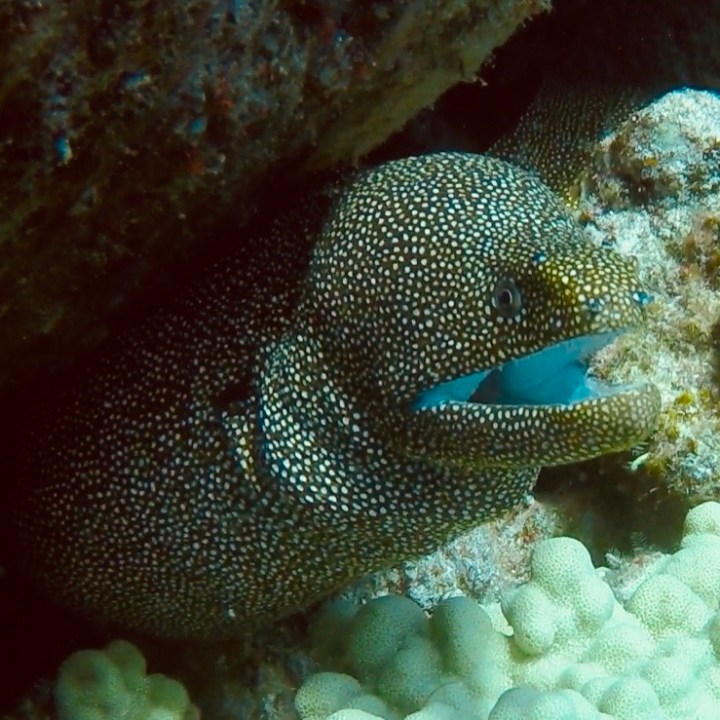 a close up of a fish