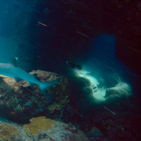 a fish swimming under water