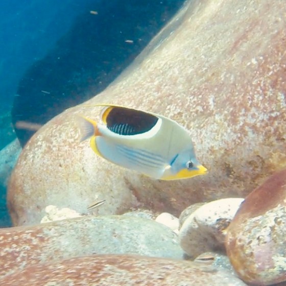 a fish swimming under water