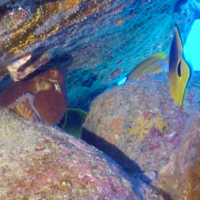 a group of fish in the water