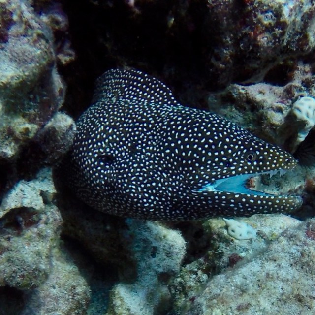 a close up of a fish