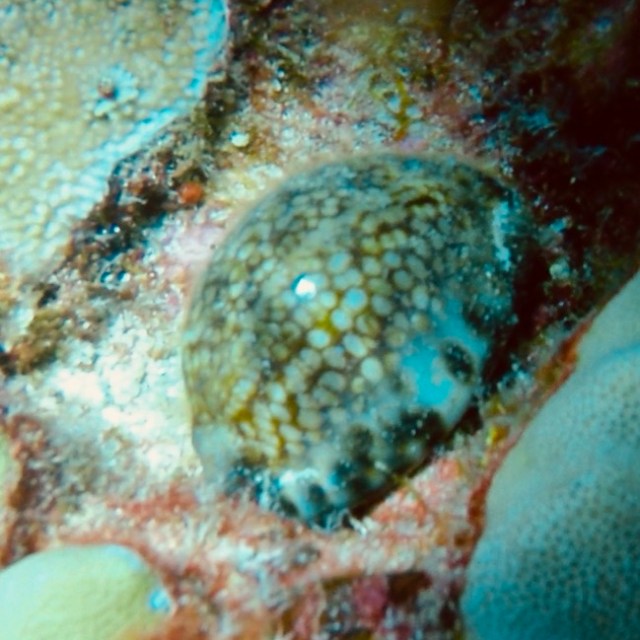 a close up of an animal