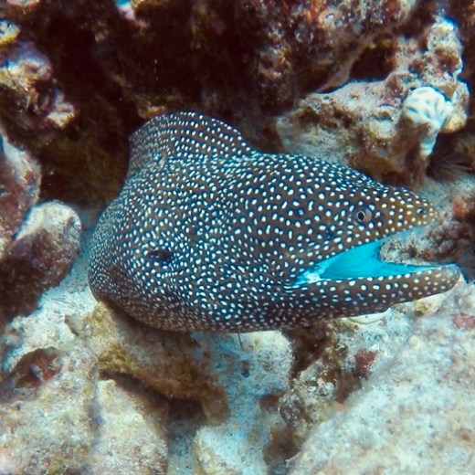 a close up of a fish