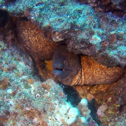 a close up of a fish