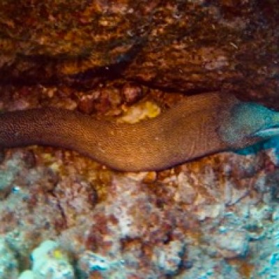 an animal swimming in the water