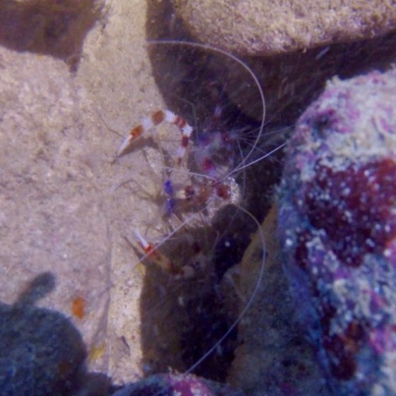 a close up of a coral