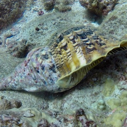 a close up of a fish