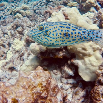 broomtail triggerfish