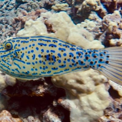 broomtail triggerfish