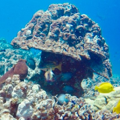 underwater view of a large coral mushroom shaped coral head with an octopus and fish underneath