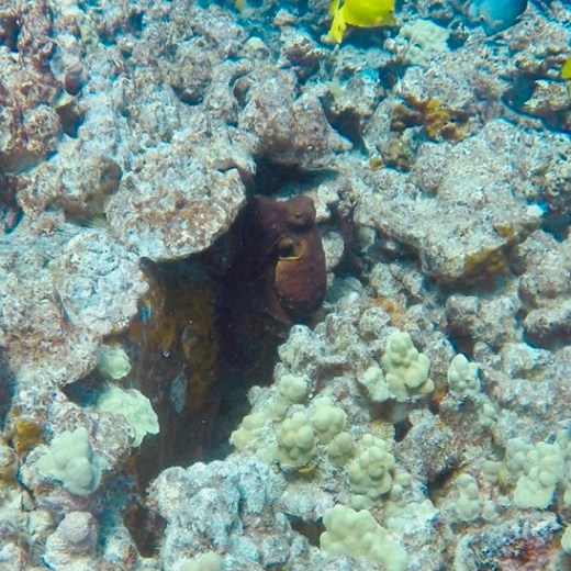 underwater view of a large rock