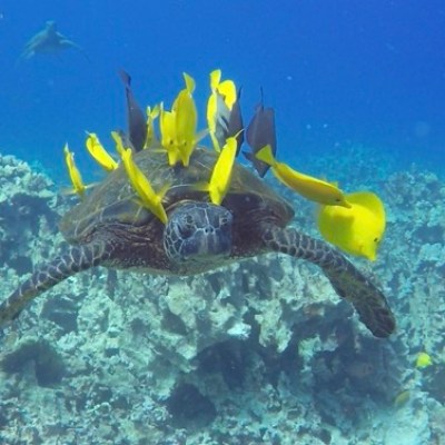 a person swimming in the water