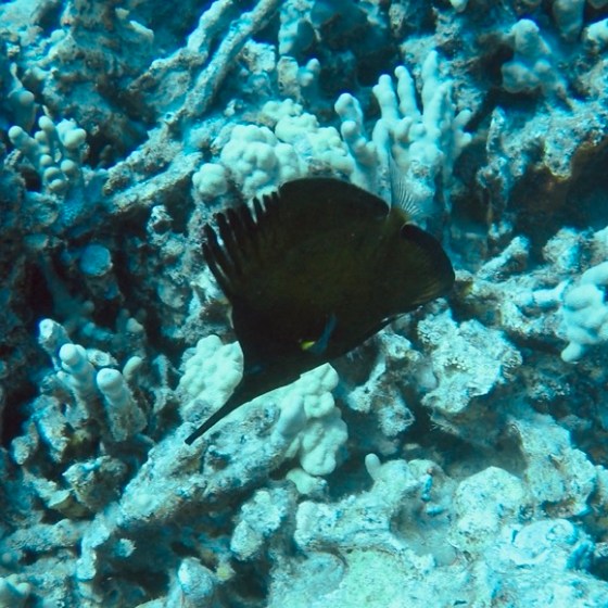 a close up of a fish on a rock