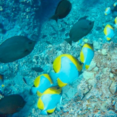 a fish swimming under water