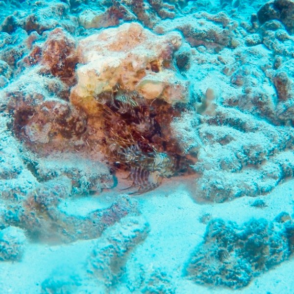 underwater view of a large rock