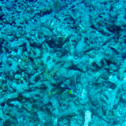 a close up of some bushes