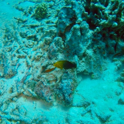 a close up of a fish