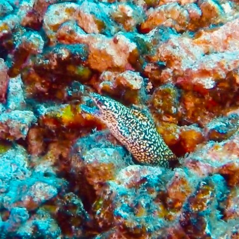 a close up of a fish