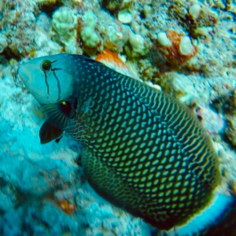 a fish swimming under water