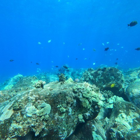 underwater view of a large rock