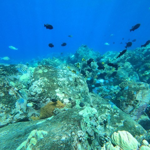 underwater view of a large rock