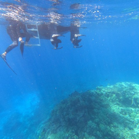 a group of people swimming in a body of water