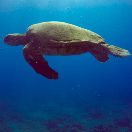 a turtle swimming under water