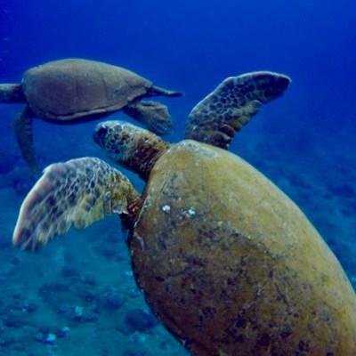 a turtle swimming under water