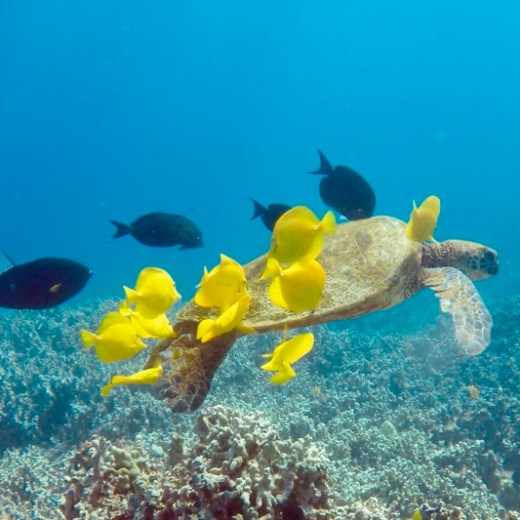 a bird swimming in water