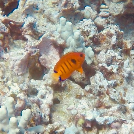 a close up of a fish
