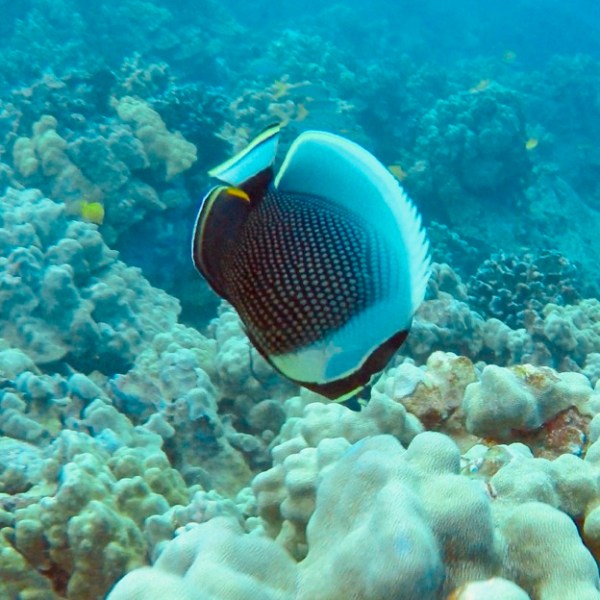 a close up of a underwater