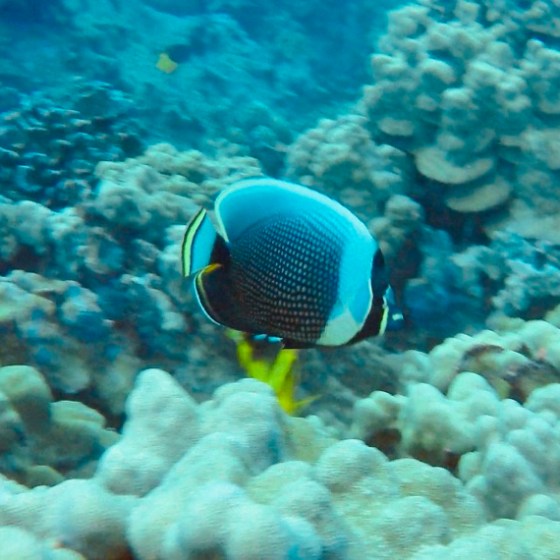 a fish swimming under water