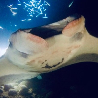 a turtle swimming under water