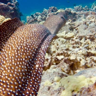 a close up of a fish