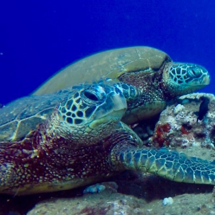 a close up of a turtle