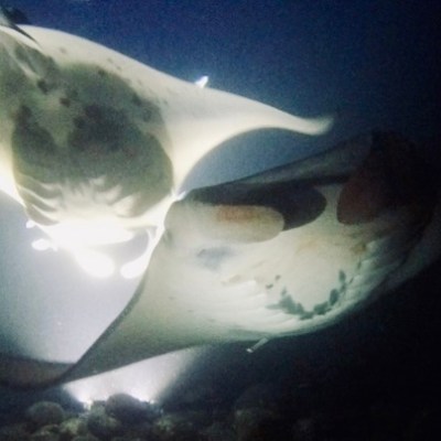 a close up of a fish