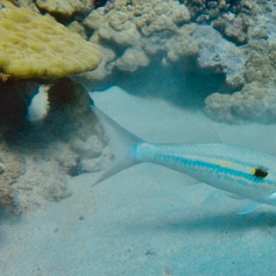 a fish swimming under water
