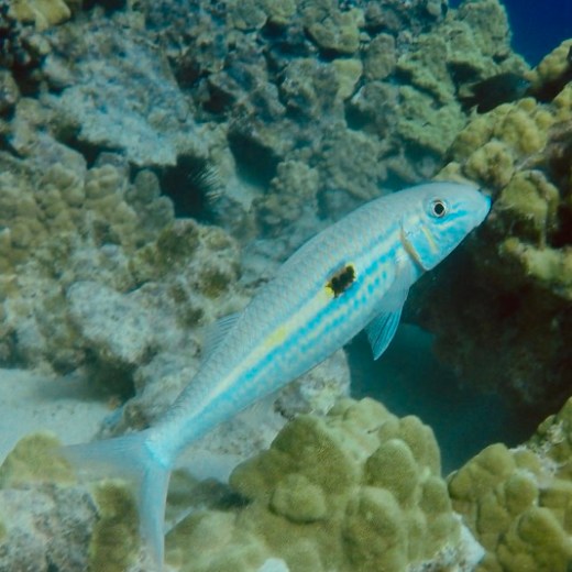 underwater view of a fish