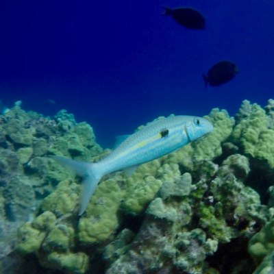 a group of fish in the water