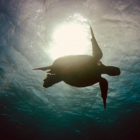 a large fish jumping out of the water
