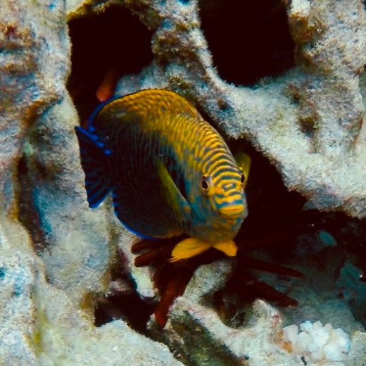 a close up of a fish