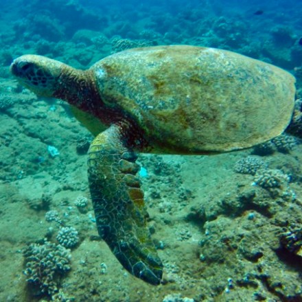 a turtle swimming under water
