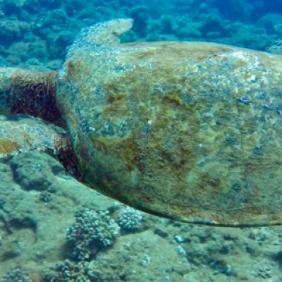 a turtle swimming under water