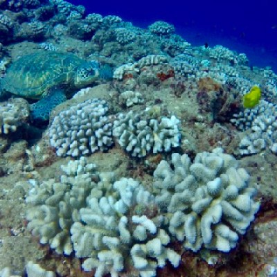 a turtle sitting on a rock underwater
