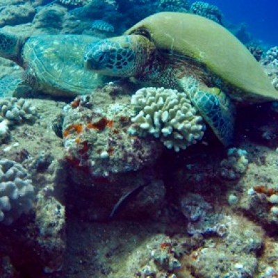 a turtle on the reef underwater