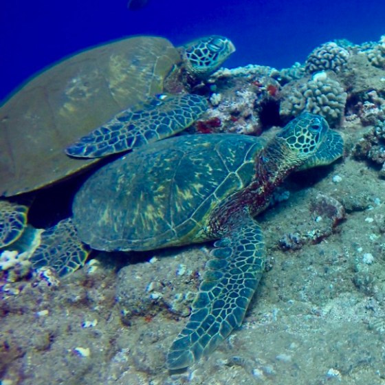 a turtle swimming under water