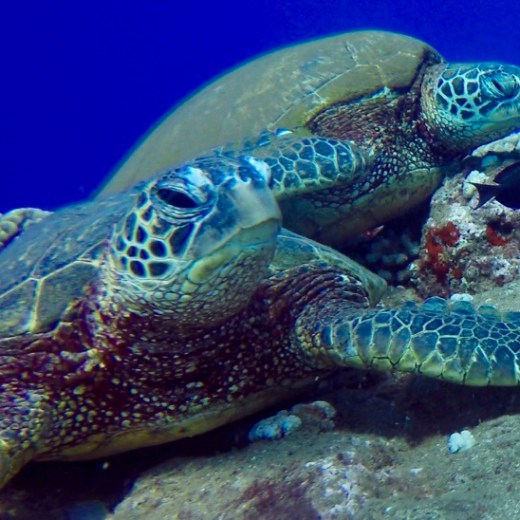 a turtle swimming under water